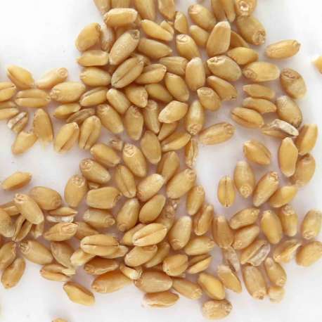 Granos de trigo panificable ecológico - 1 kg